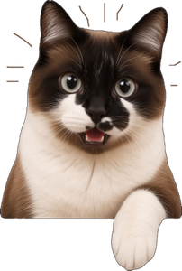 my cat