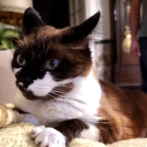 my cat